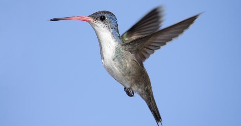 Violet-crowned Hummingbird in flight