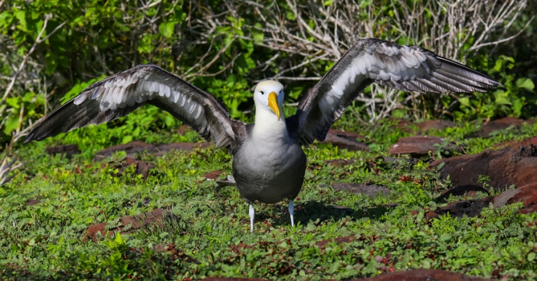 Waved Albatross in the Galápagos Islands