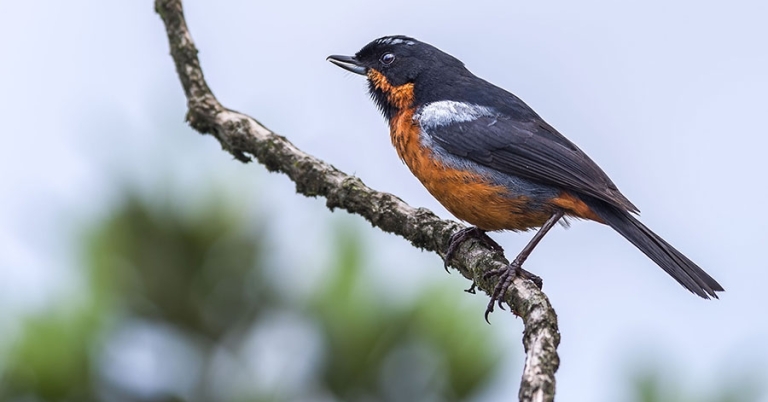 A Black-throated Flowerpiercer sits perched on a branch