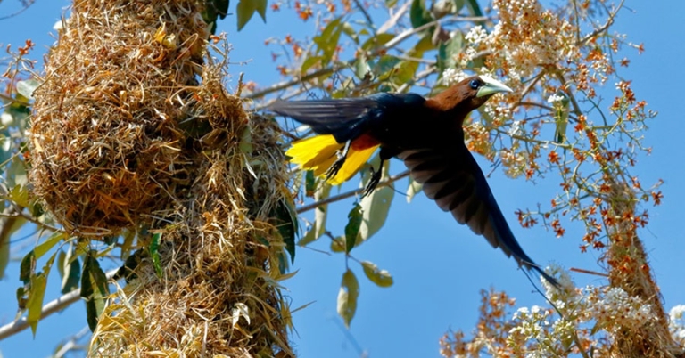 Bird taking flight