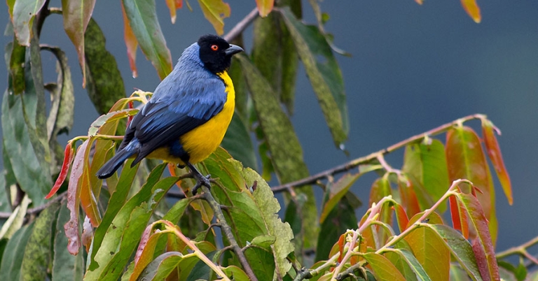 A Hooded Mountain Tanager perches in a tree.