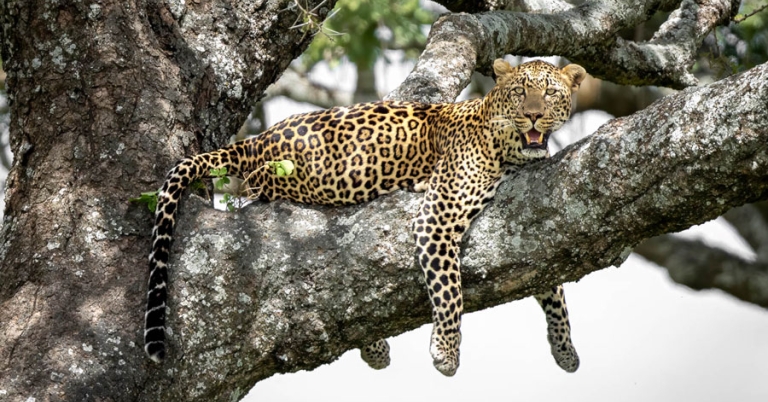 Leopard laying down high up in a tree
