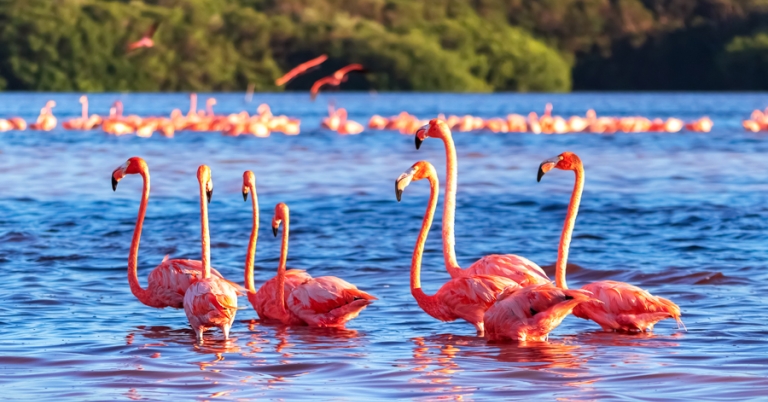 American Flamingos in Ría Celestún Biosphere Reserve, Mexico