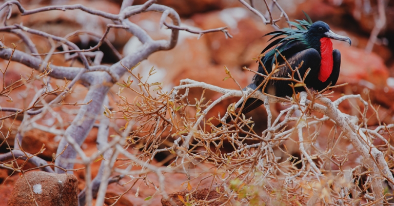 Magnificent Frigatebird perched on a branch