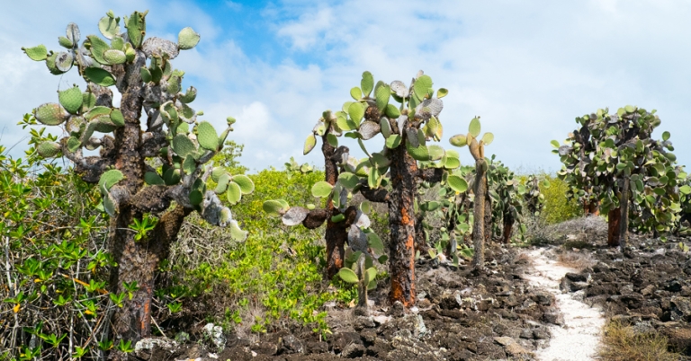 Opuntia cacti in the Galápagos Islands