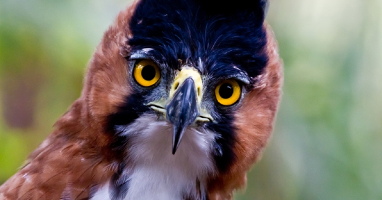 Ornate Hawk-Eagle close up