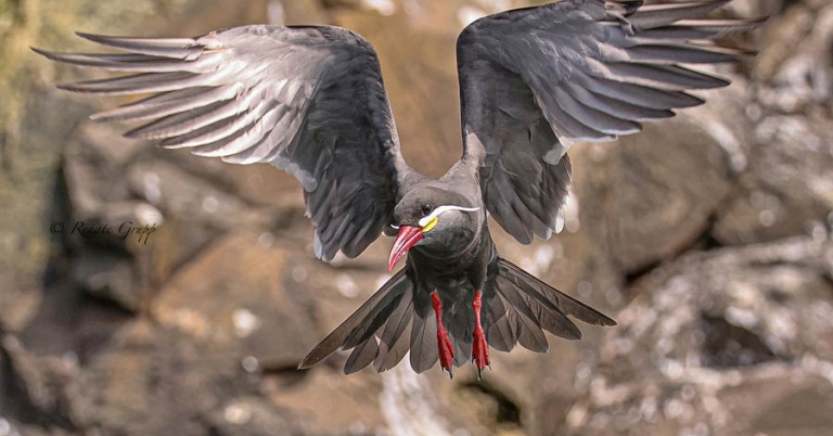 An Inca Tern flies with wings outstretched