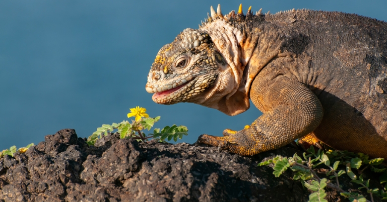 Land iguana up close