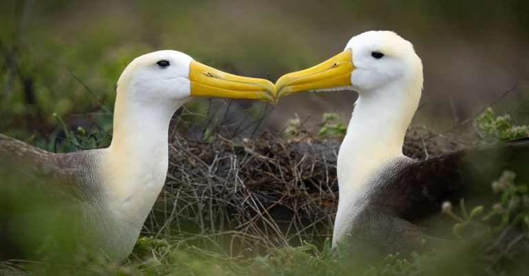 A pair of Waved Albatrosses sit facing each other and touch beaks