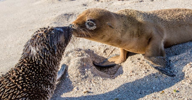 Baby sea lions on a beach in the Galápagos Islands