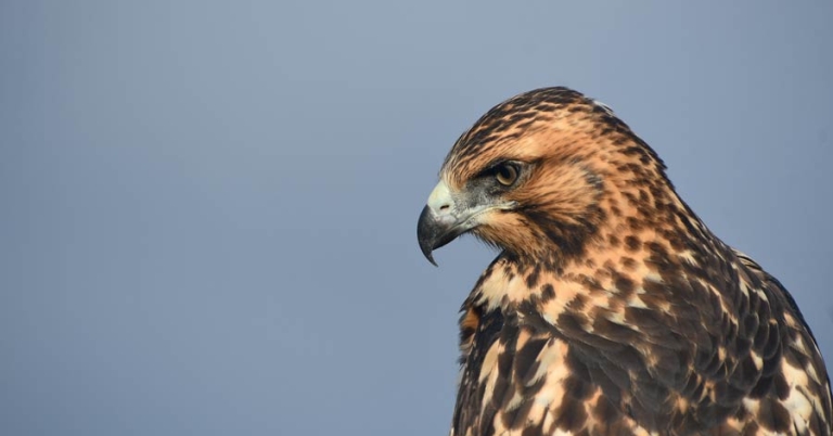 close up image of a bird
