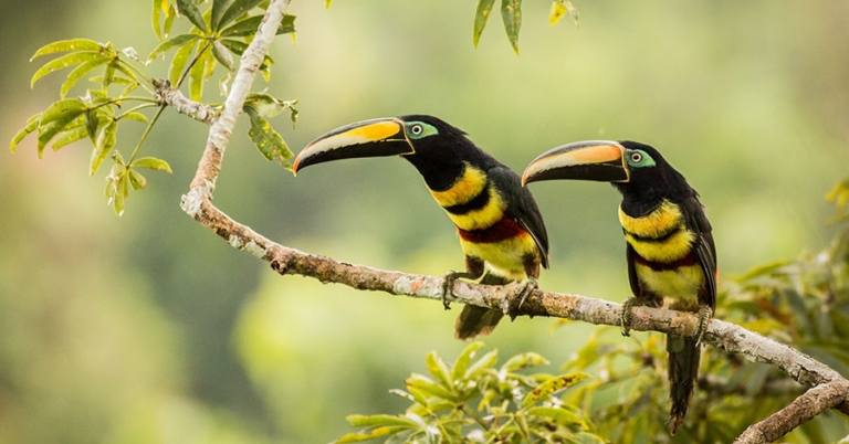 Two Many-banded Aracaris perch next to each other on a branch