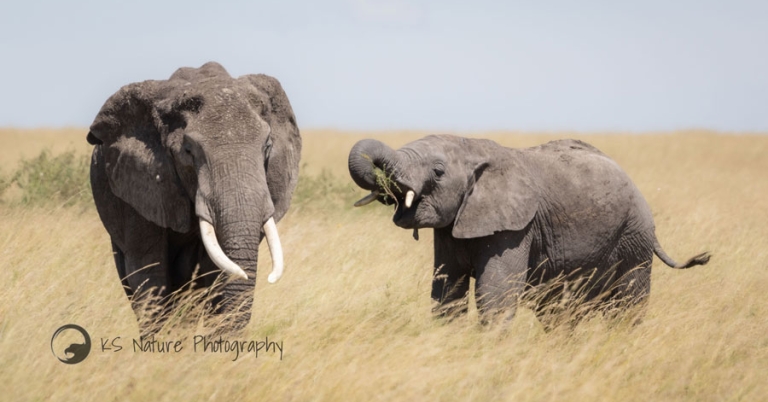 Two African elephants stand together in tall grass.