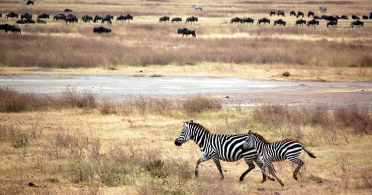 Zebras at Ngorongoro