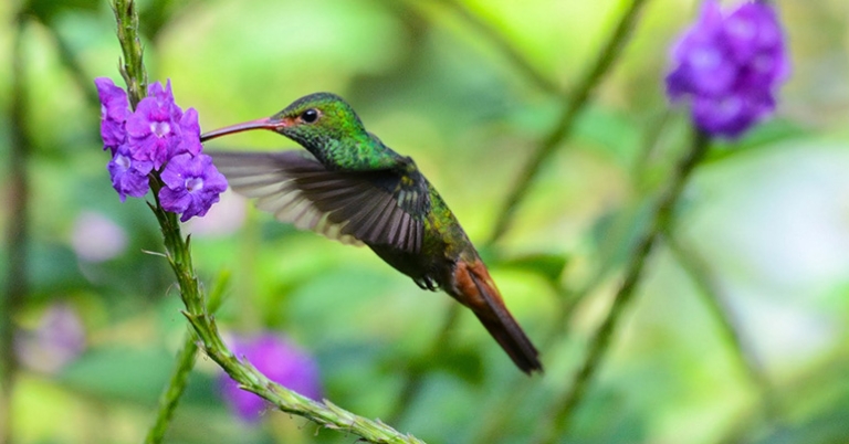 Rufous-tailed Hummingbird