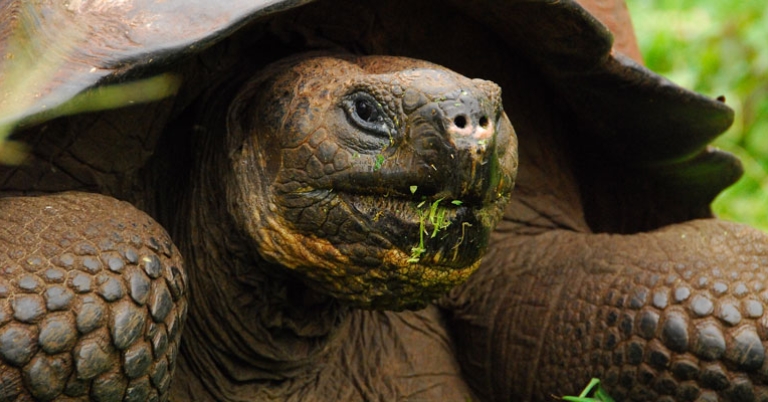 Galapagos tortoise