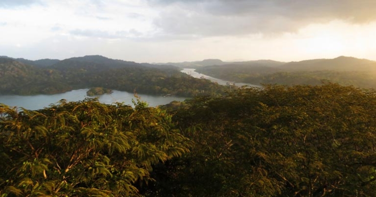 Birding in Gamboa Rainforest