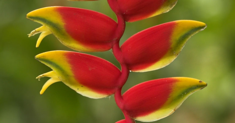 Heliconia 