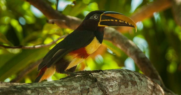 Chestnut-eared Aracari