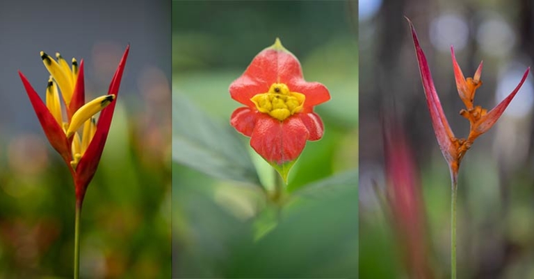 Flowers in Costa Rica