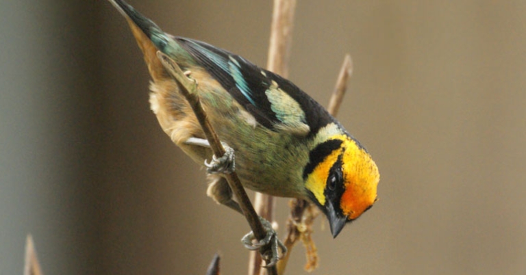 Flame-faced Tanager 