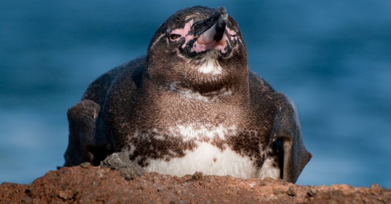 Galápagos Penguin