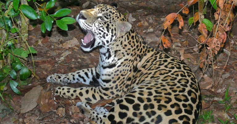 Jaguar at the Belize Zoo