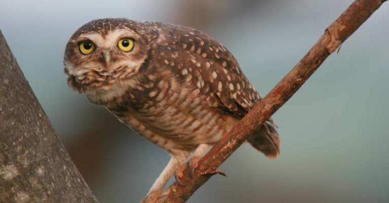 Burrowing Owl at Lomas de Lachay