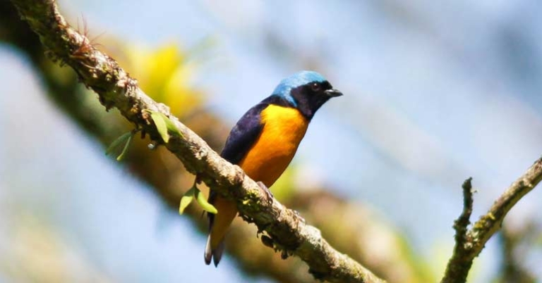 Golden-rumped Euphonia