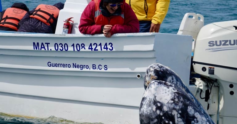 Watching Gray Whales