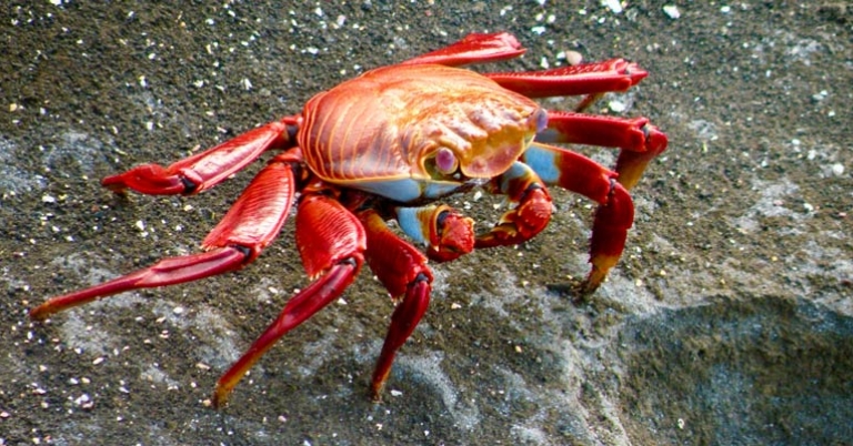 Sally Lightfoot crab
