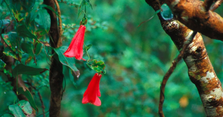 Copihue, Chile's national flower 