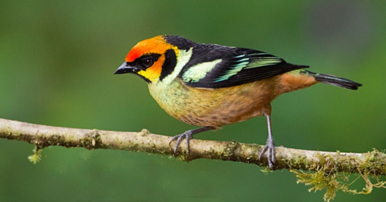 Flame-faced Tanager at Mashpi-Amagusa Reserve