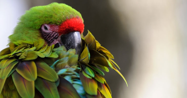 Great Green Macaw
