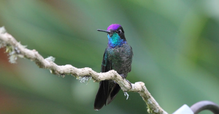 Talamanca Hummingbird