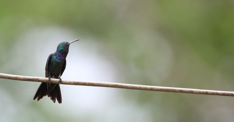 Sapphire-throated Hummingbird 