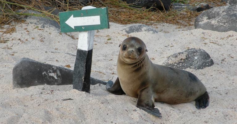 Sea lion pup