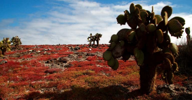 Sesuvium and Opuntia vegetation on South Plaza Island