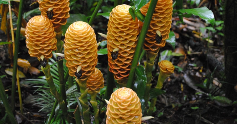 Beehive Ginger