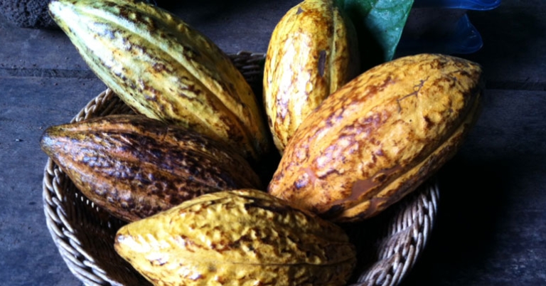 Cacao pods