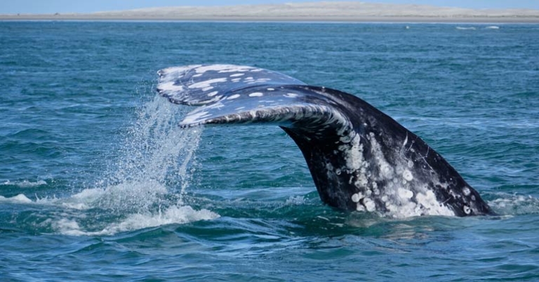 Gray Whale Fluke