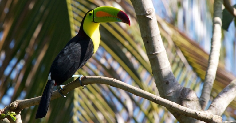 Keel-billed Toucan