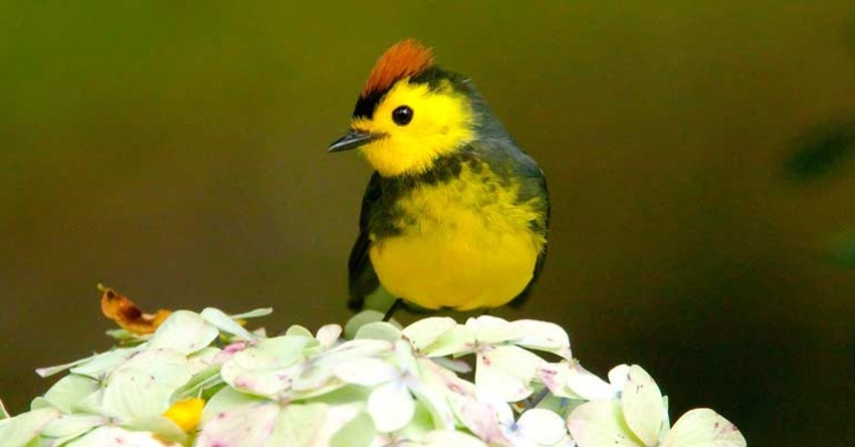 Collared Redstart