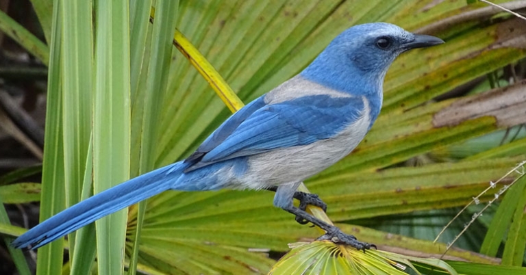 Florida Scrub-Jay