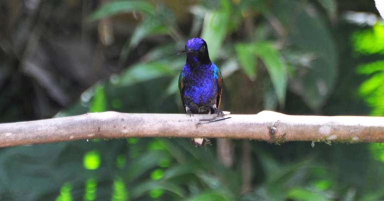 Velvet-purple Coronet