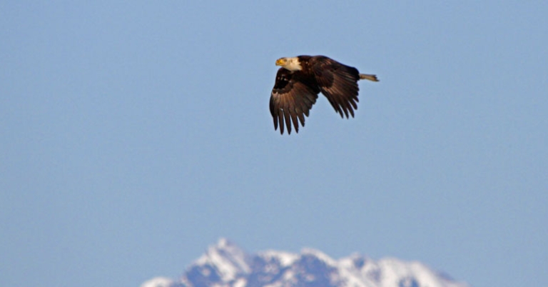 Bald Eagle