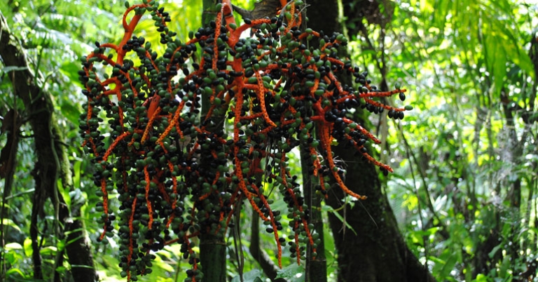 Bamboo palm in Arenal 