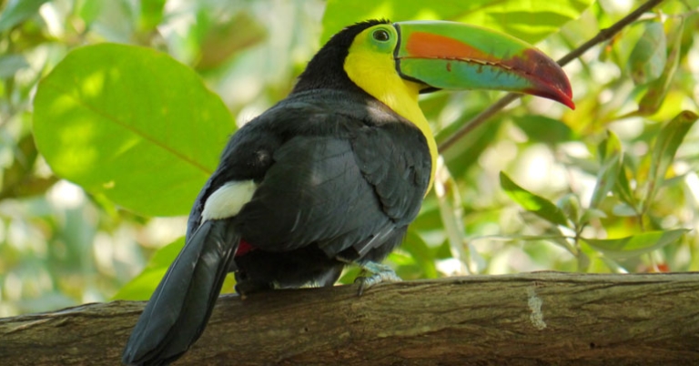 Keel-billed Toucan 
