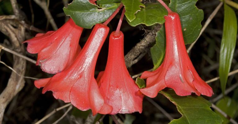 Native Rhotodendron flowers (Rhododendron ferrugineum)