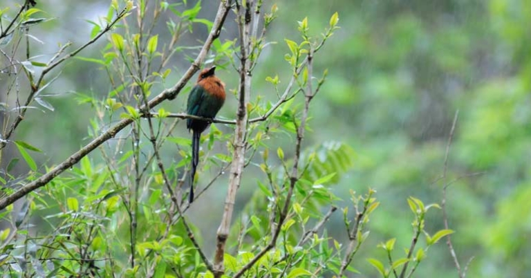 Broad-billed Motmot in Mindo